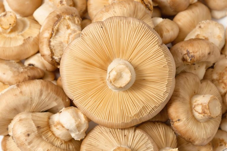 Comment savoir si les champignons de Paris sont encore bons ?