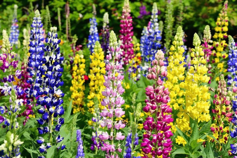 Ce légume méconnu enrichit la terre comme aucun engrais : des jardiniers bio l’utilisent depuis des générations pour un sol fertile.jpg