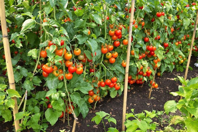 Je ne plante plus mes tomates sans appliquer ça en juillet, le rendement est multiplié par deux.jpg